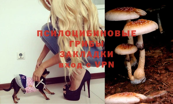 PSILOCYBIN Алексеевка
